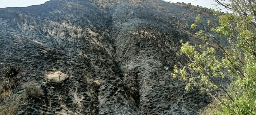 Sétif : Près de 2,5 hectares de broussailles partis en fumée