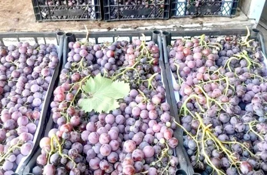 Création d’un marché de gros de raisin à Boumerdès : Les viticulteurs prévoient une production record