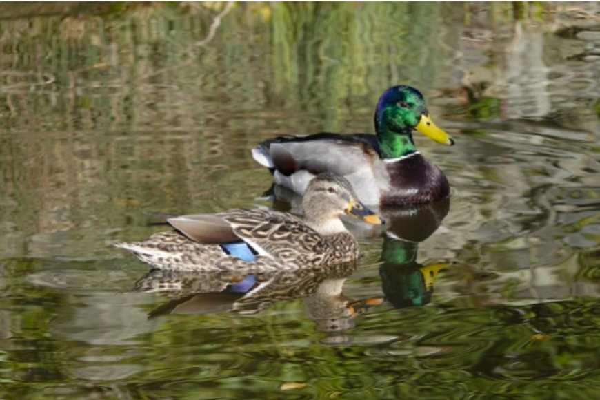 Zones humides : Lâcher de 700 canards !