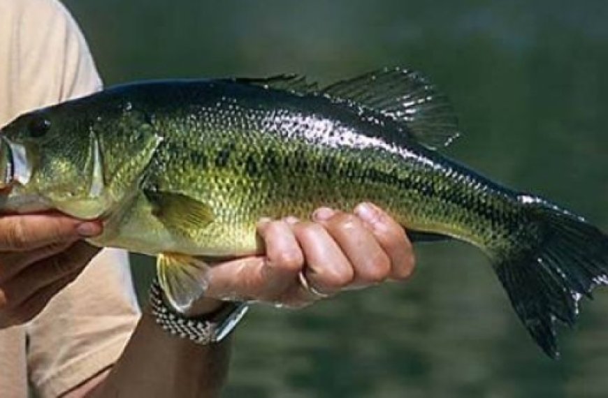 Souk Ahras : 1000 alevins de black-bass lâchés au barrage Oued Charef