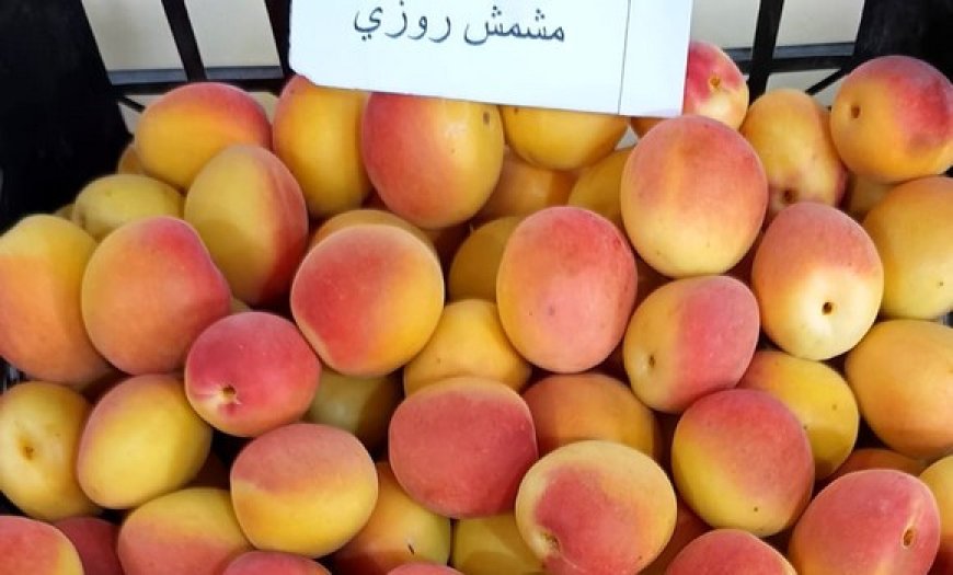 Exposition de produits agricoles à Batna : la variété d’abricot « Rosé de Bouzina » à l’honneur