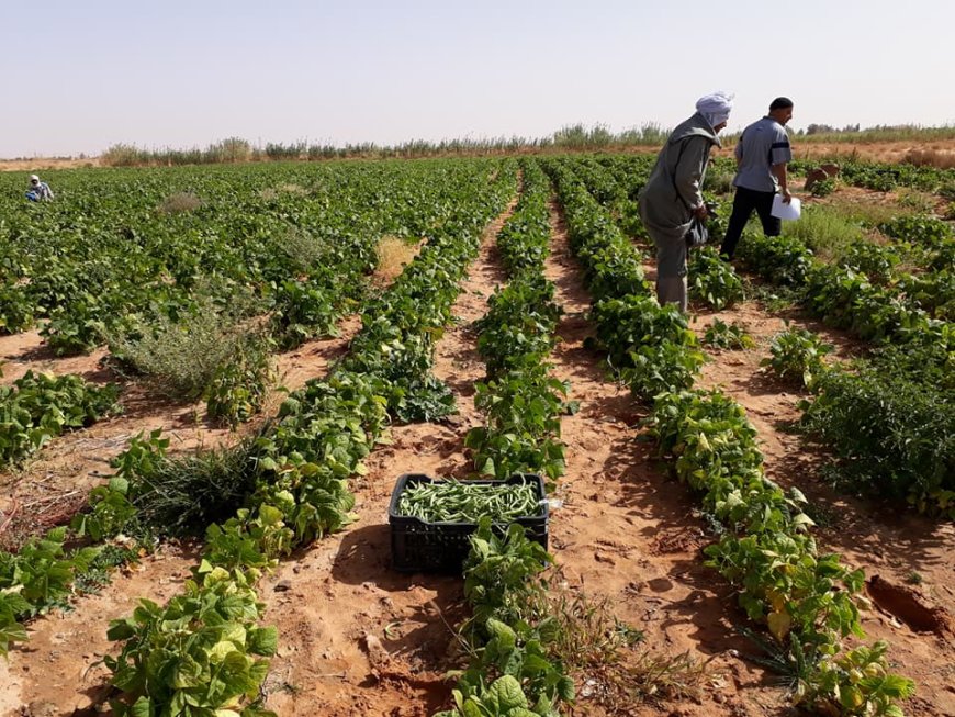 Concession de foncier agricole dans six wilayas : l’ONTA lance les inscriptions sur la plateforme numérique