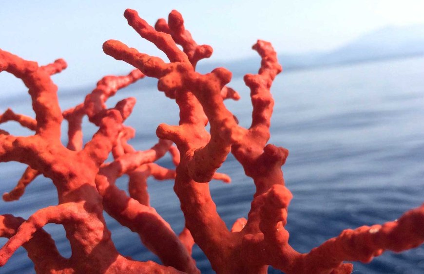 El Tarf: Saisie de près de 2 kg de corail rouge brut destiné à la contrebande