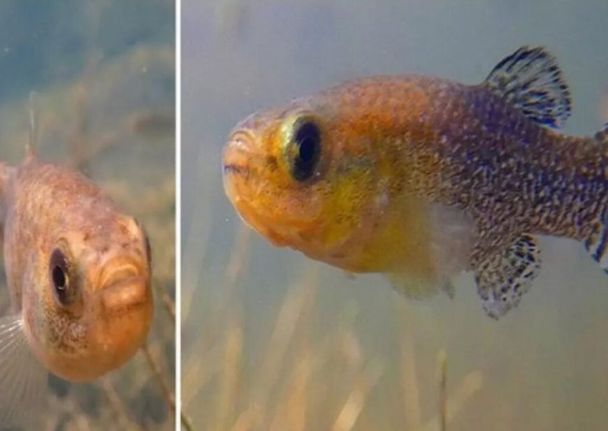 Insolite : un poisson rare découvert dans le Grand Sahara algérien