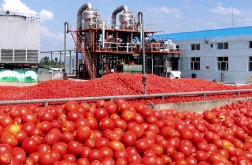 Secteur de l’agriculture à Guelma : La fête de la tomate industrielle se tiendra à l’ITMAS