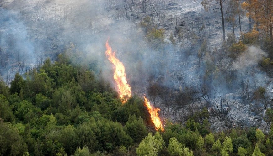 Tizi Ouzou/ Depuis le début de l’été: 211 départs de feux, près de 100 hectares de couvert végétal détruits