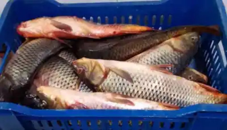 Exportation de 600 kg cargaison de carpes vers le Burkina Faso