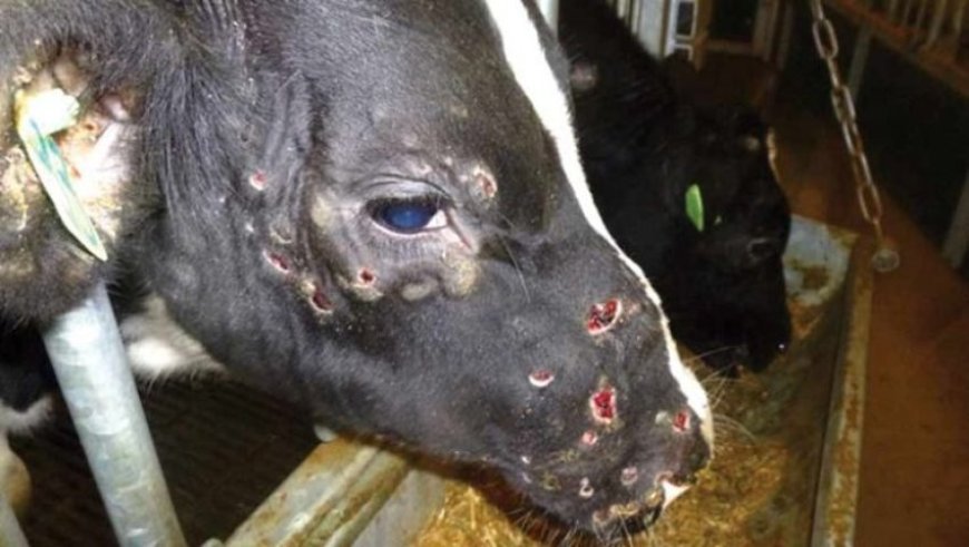 Dermatose nodulaire contagieuse bovine : la CNMA organise des journées de sensibilisation