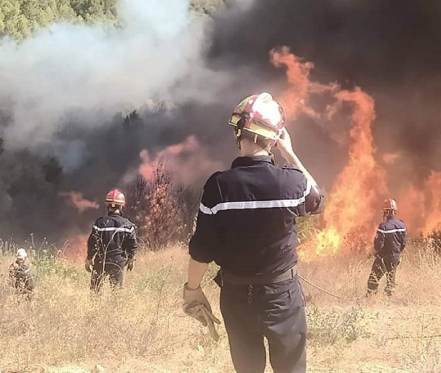 Feux de forêt à Béjaïa : Sonelgaz compte ses pertes     