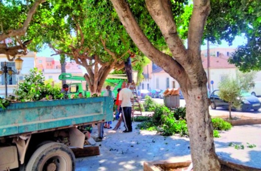 Place du théâtre régional de Guelma  : Le ficus dépérit à vue d’œil