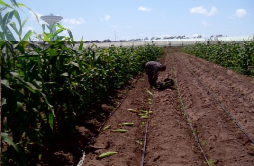 Investissement dans l’agriculture à Boumerdès : 101 nouveaux actes de concession attribués aux agriculteurs