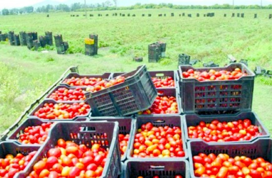 Transformation de la tomate industrielle à El Tarf : Des unités incapables d’absorber une production abondante