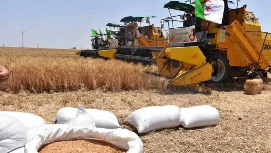 Ghardaïa : plus de 55.000 quintaux de céréales engrangés