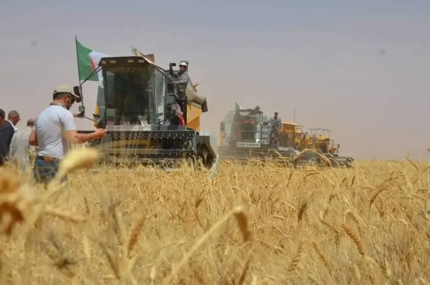 Céréales : La production dans les wilayas du sud a atteint 4 millions de quintaux