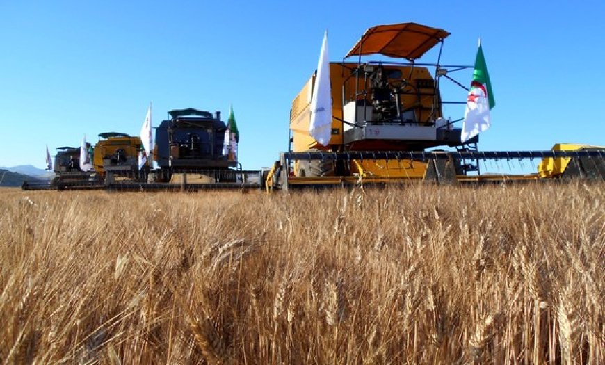 Campagne moisson-battage à Tizi Ouzou : La production s’annonce prometteuse