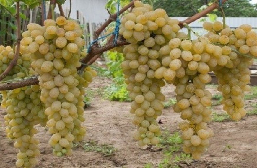 Augmentation de 900 ha du vignoble en un an à Boumerdès