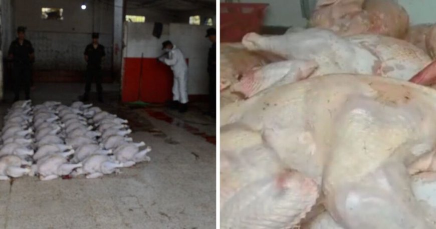 Scandale de viande avariée à Alger : Saisie de 10 quintaux de dindes impropres à la consommation