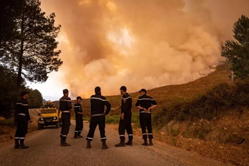 Feux de forêts : extinction de la majorité des foyers dans plusieurs wilayas