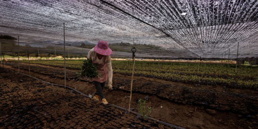 Vers l’Autosuffisance Agricole en Deux Ans : Le Défi de l’Algérie