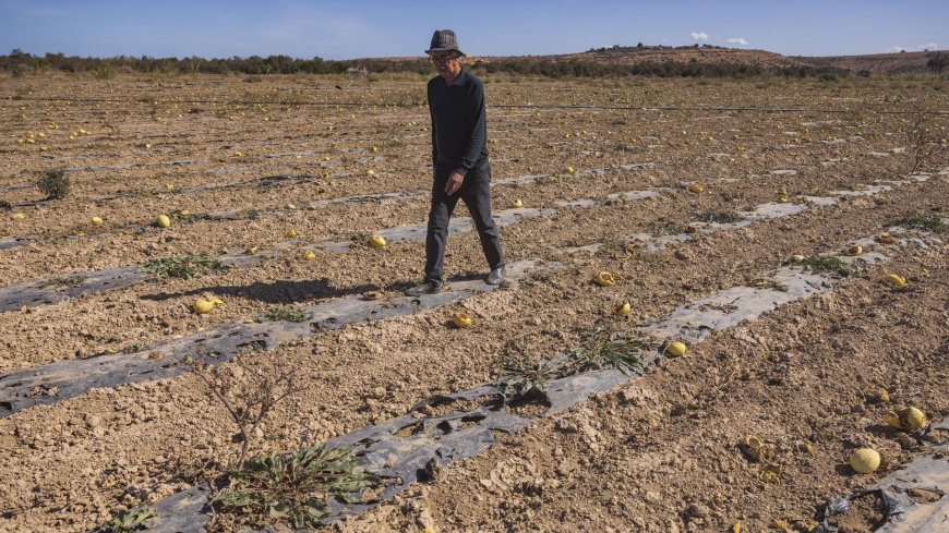 Maroc en Crise : La Sécheresse Met en Péril le Modèle Agricole