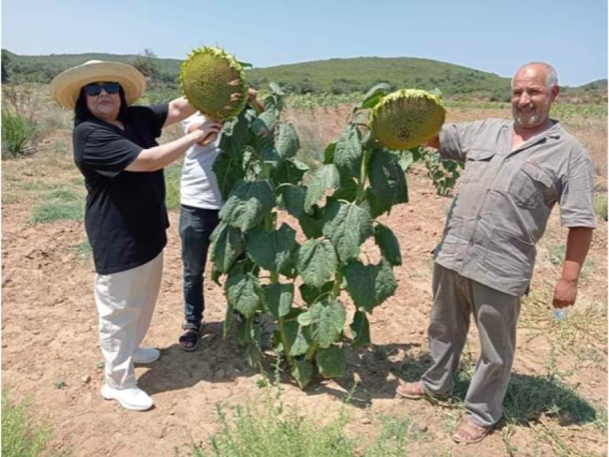 Développement des cultures oléagineuses : Un pas vers l’autosuffisance alimentaire à Annaba