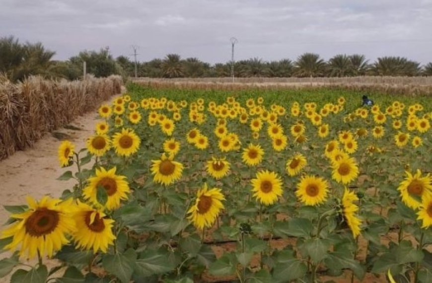 El-Oued : Sensibilisation sur la culture du tournesol