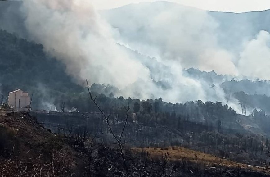 Les pompiers livrent une lutte acharnée contre le feu à Akfadou