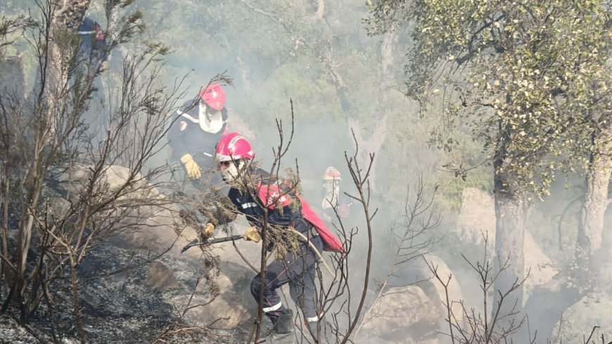 Feux de forêts : Trois présumés pyromanes arrêtés à Tizi Ouzou