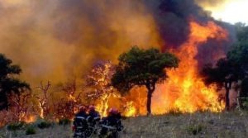 Feux de forêt à Tizi Ouzou : la thèse criminelle se précise