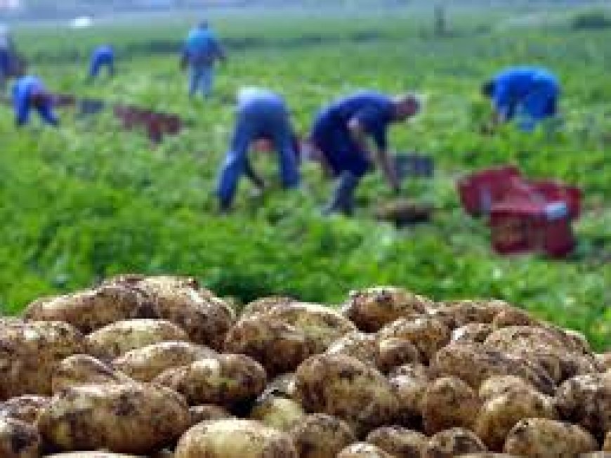 Production de pomme de terre à Mila : Un rendement record en perspective