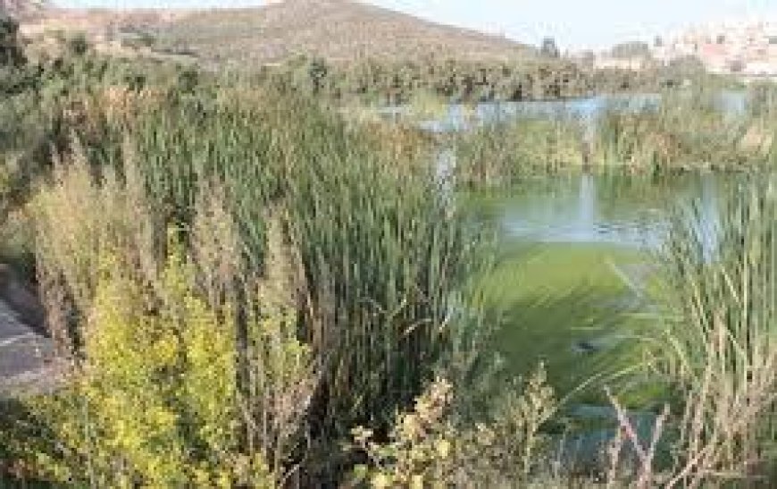 Protection du lac de Boucedra à Annaba : Mesures strictes et projets futurs ?