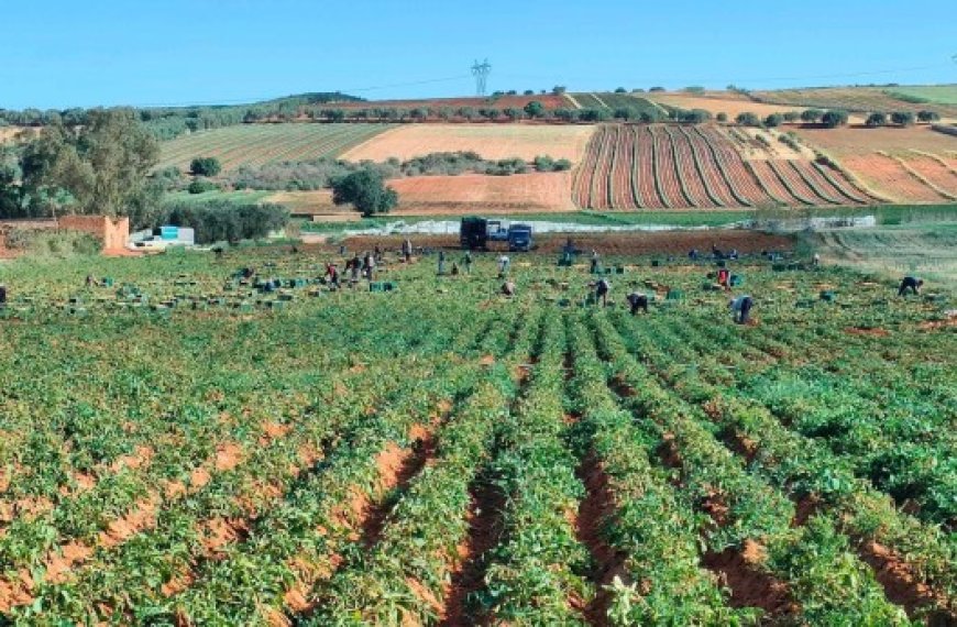 Recensement général de l’agriculture à Batna  : Hausse de 20% d’exploitations agricoles