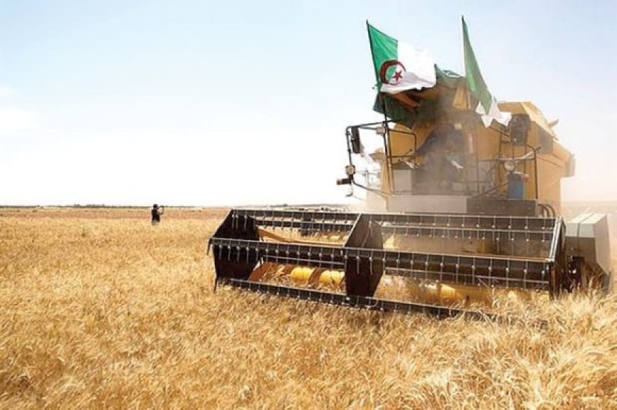 Développement de la filière céréalière à Tiaret : Une commission technique ministérielle examine les propositions des agriculteurs