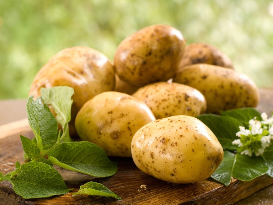 Pomme de Terre en Algérie : Cultiver l’Avenir dans des Tubes de Verre