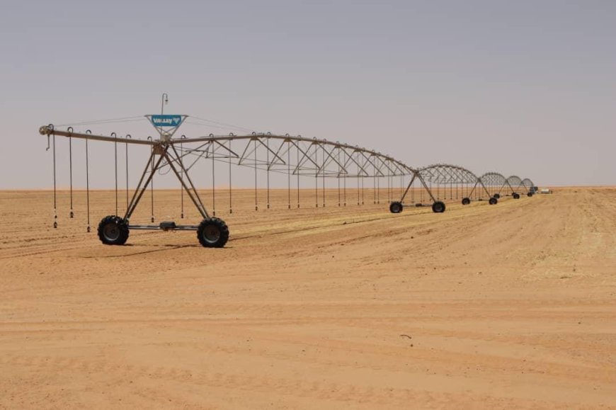 Plus de 1.360 hectares réservés à la culture du tournesol et du maïs à Ouargla