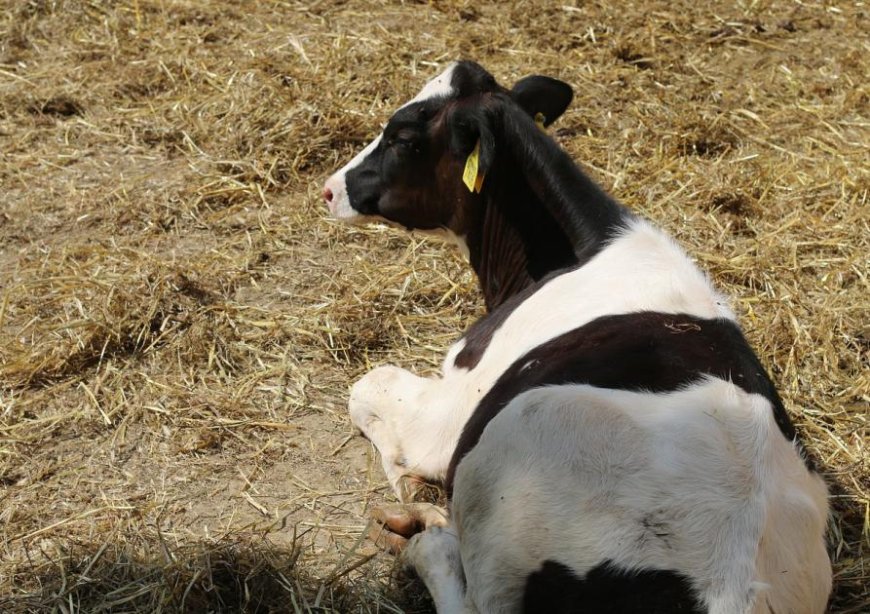 Dermatose Nodulaire contagieuse : début aujourd’hui de la vaccination des bovins contre l’épizootie