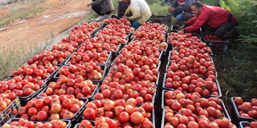 El-Oued : 3 600 hectares réservés à la tomate de plein champ