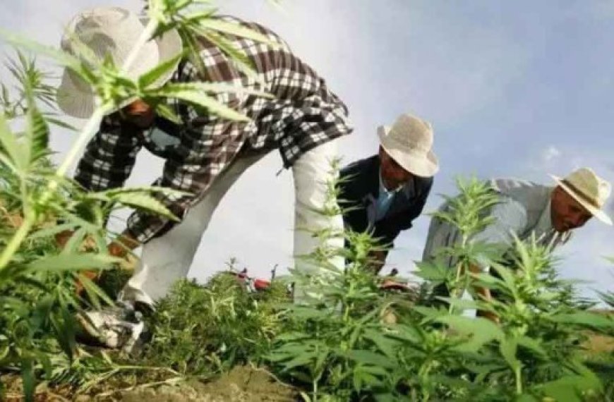 Des milliers de producteurs de cannabis graciés : Mohammed VI donne carte blanche pour la culture du kif