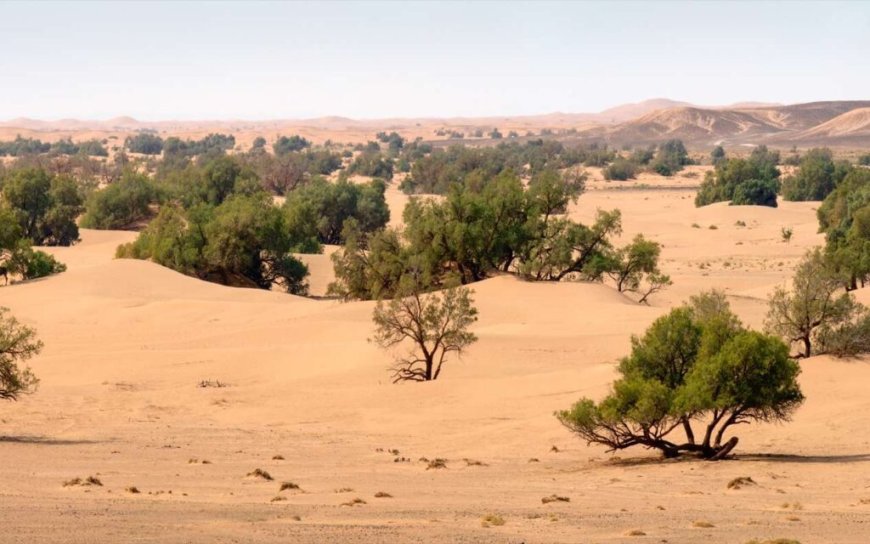 Réhabilitation du Barrage Vert en Algérie : quel est l’état d’avancement du projet ?