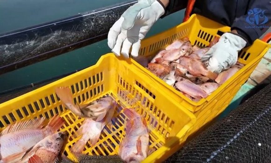 Aquaculture : attribution de la prime incitative aux producteurs de tilapia rouge à Khenchela