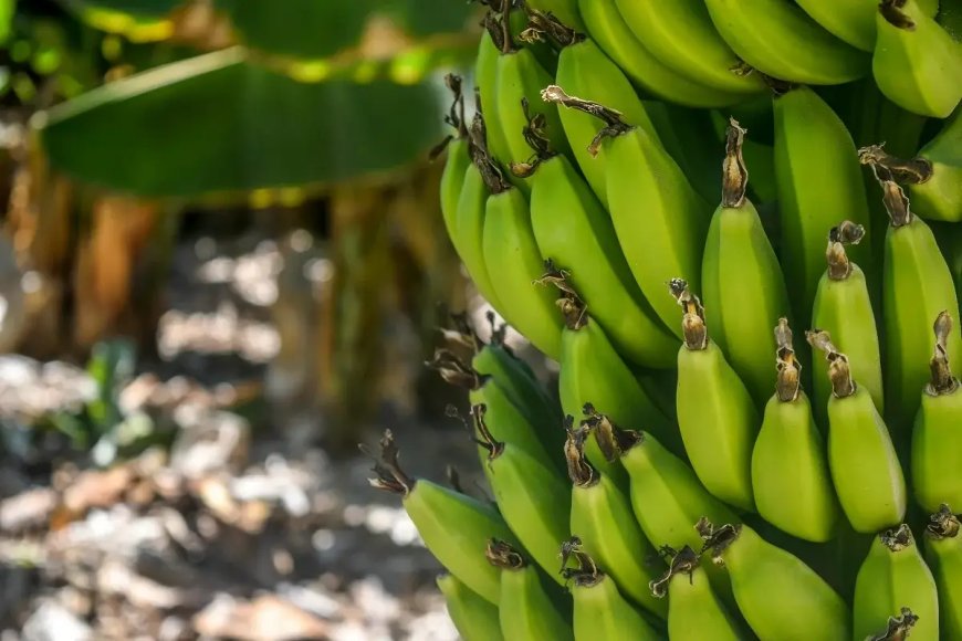 Bananes : hausse de 34,29% des exportations équatoriennes vers l’Algérie