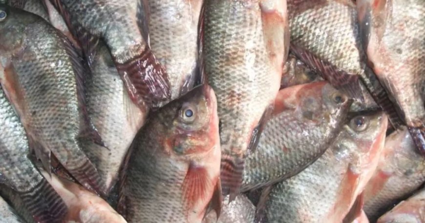 Le prix du tilapia ne dépassera pas 700 DA/kg : voici les ambitions du ministère de la Pêche (2024)