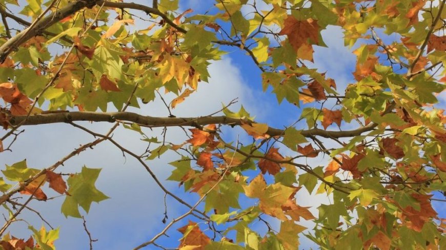 Le temps en Algérie ce dimanche 1ᵉʳ septembre : que nous réservent les prévisions météo du jour ?