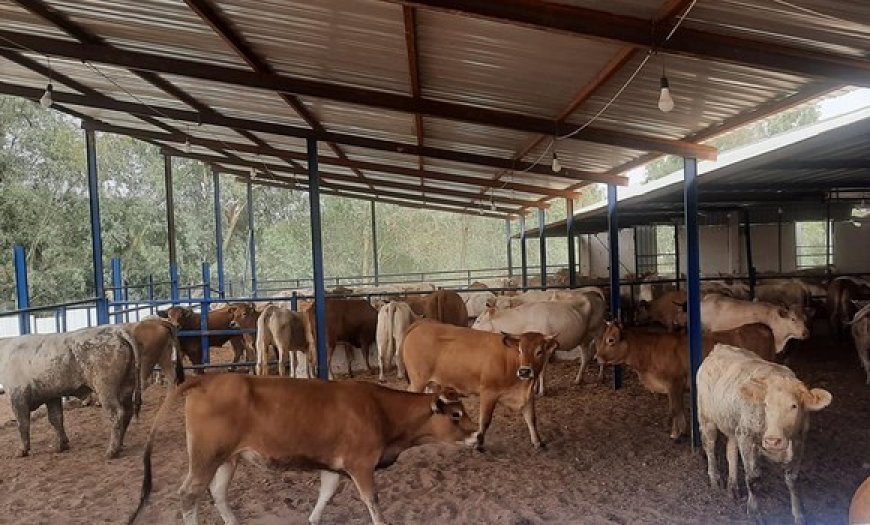 DNC bovine à Béjaïa : Lancement de la campagne de vaccination