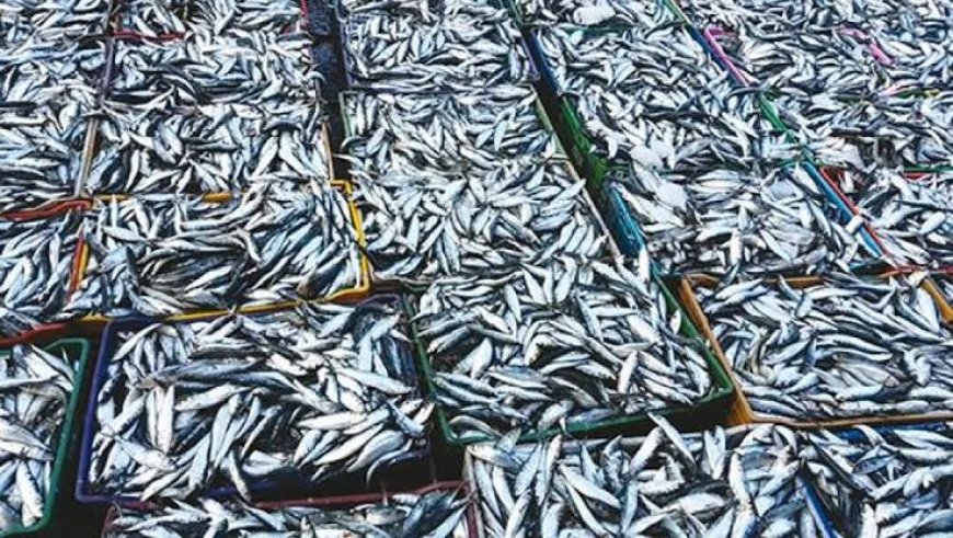 Pêche : le prix de la sardine chute jusqu’à 200 DA