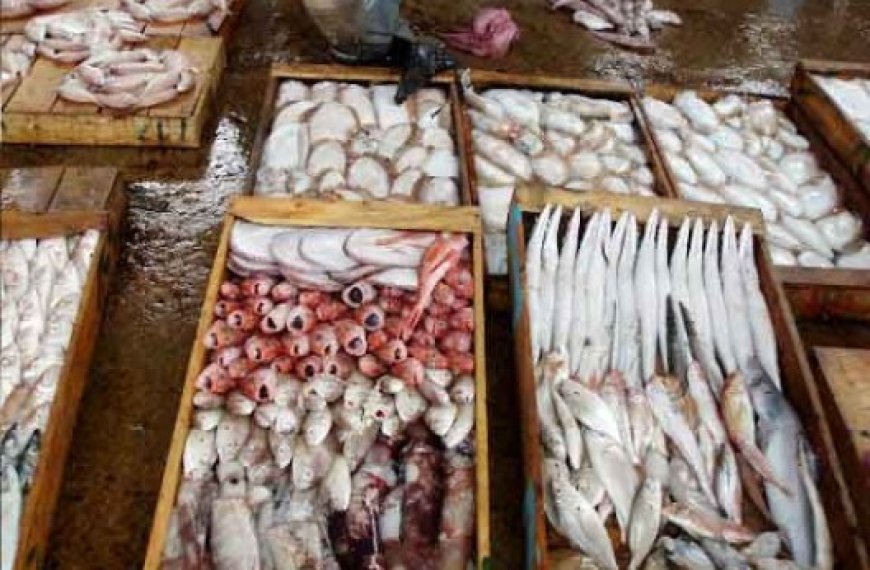 Ports Mostaganem, Salamandre et Sidi Lakhdar : Un débarquement record de poissons enregistré