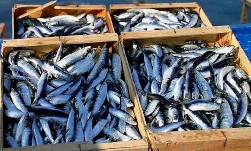 Pêche: baisse des prix de la sardine en raison d’une amélioration continue et progressive de la production