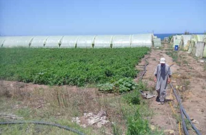 Concessions agricoles à Boumerdès : 97% des agriculteurs régularisés