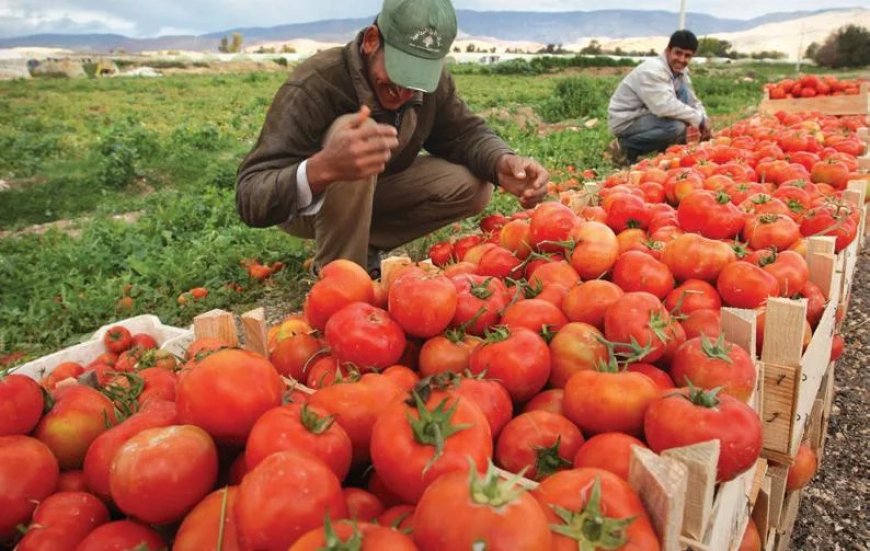 Tomate industrielle : Une production record 