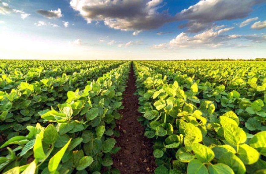 Agriculture régénératrice : Rendre les systèmes alimentaires plus résilients